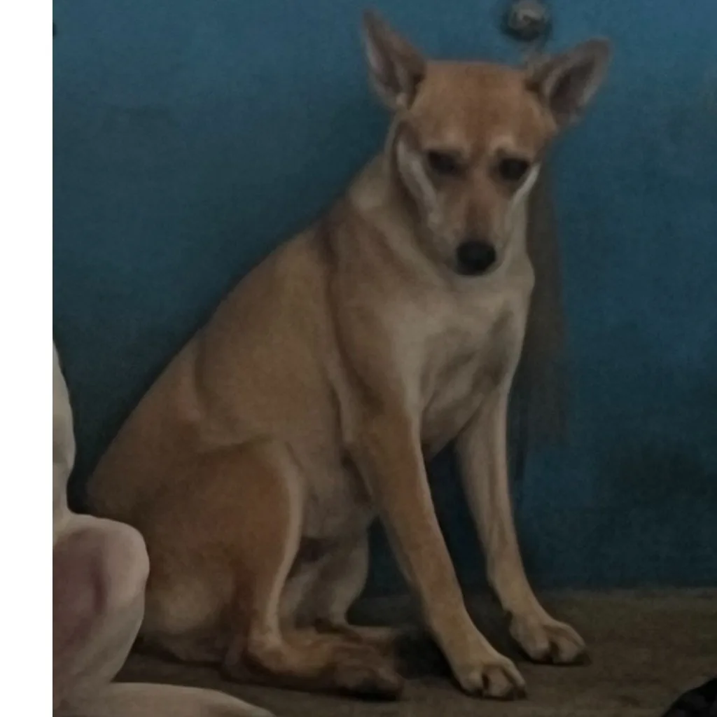 混種犬