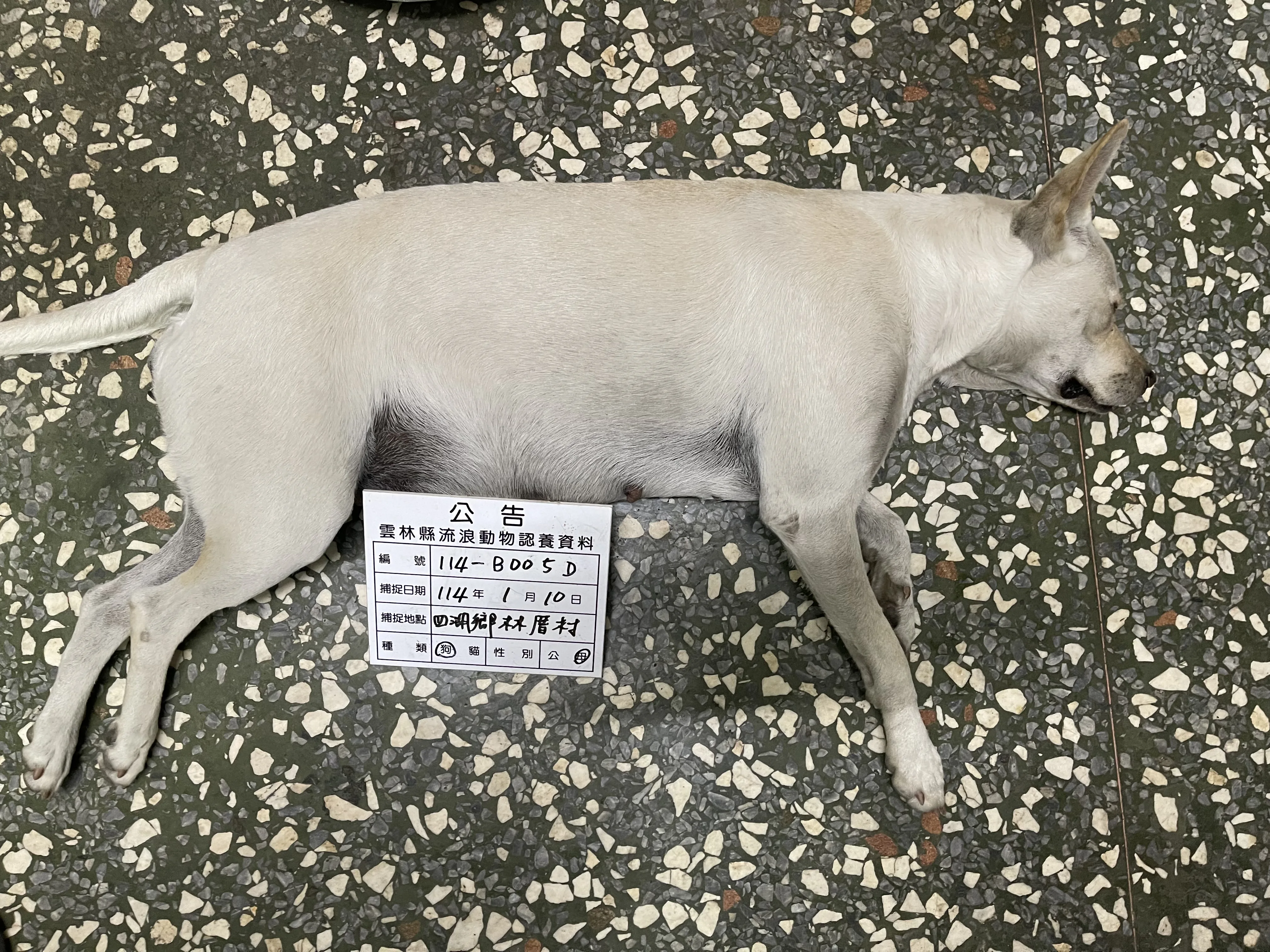 混種犬
