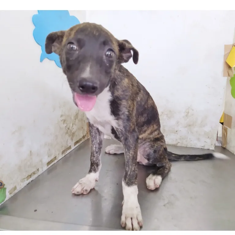 混種犬