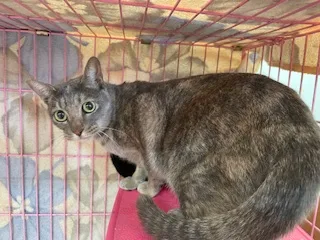 混種貓