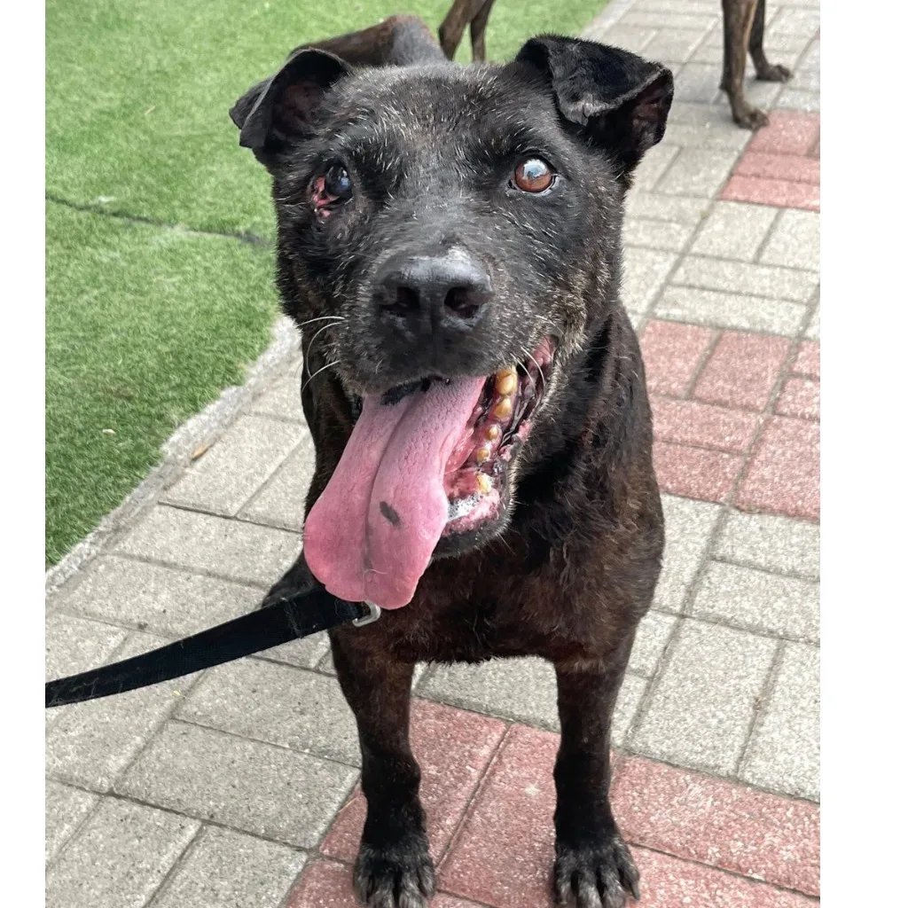 混種犬