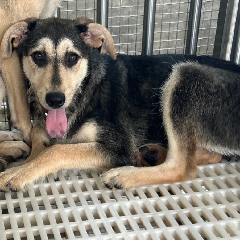 混種犬