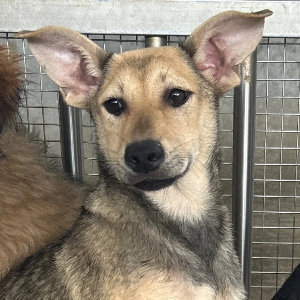 混種犬