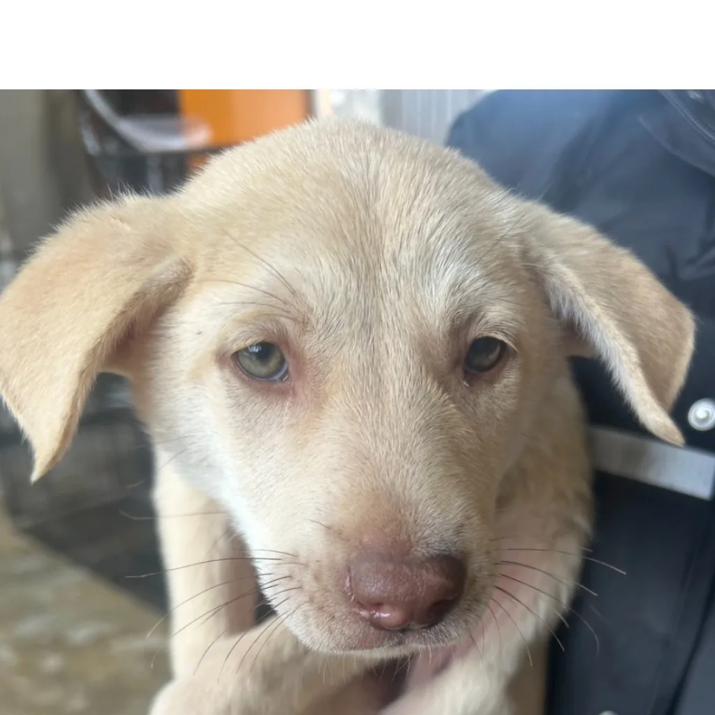 混種犬
