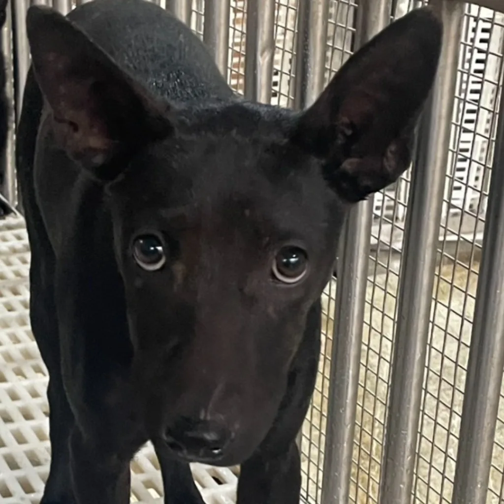 混種犬