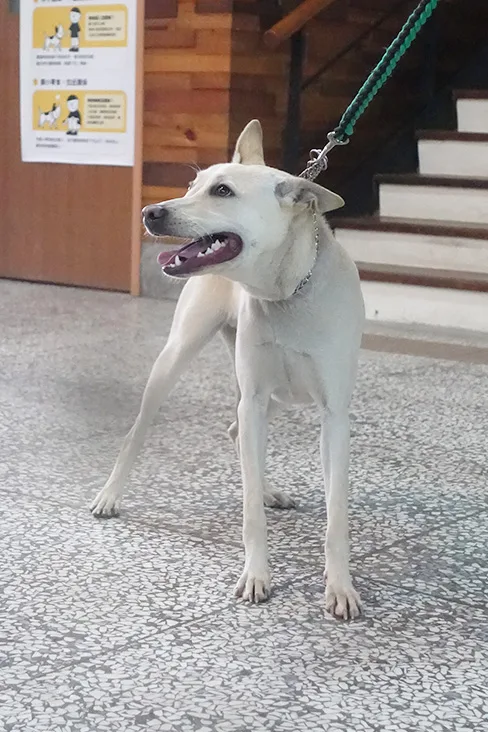 混種犬