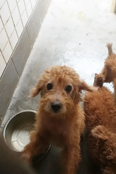 貴賓犬
