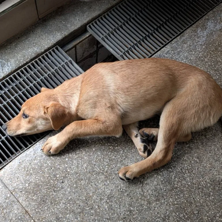 混種犬