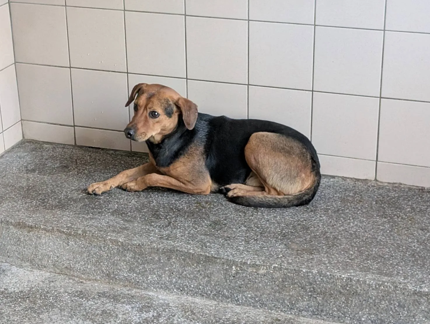 混種犬