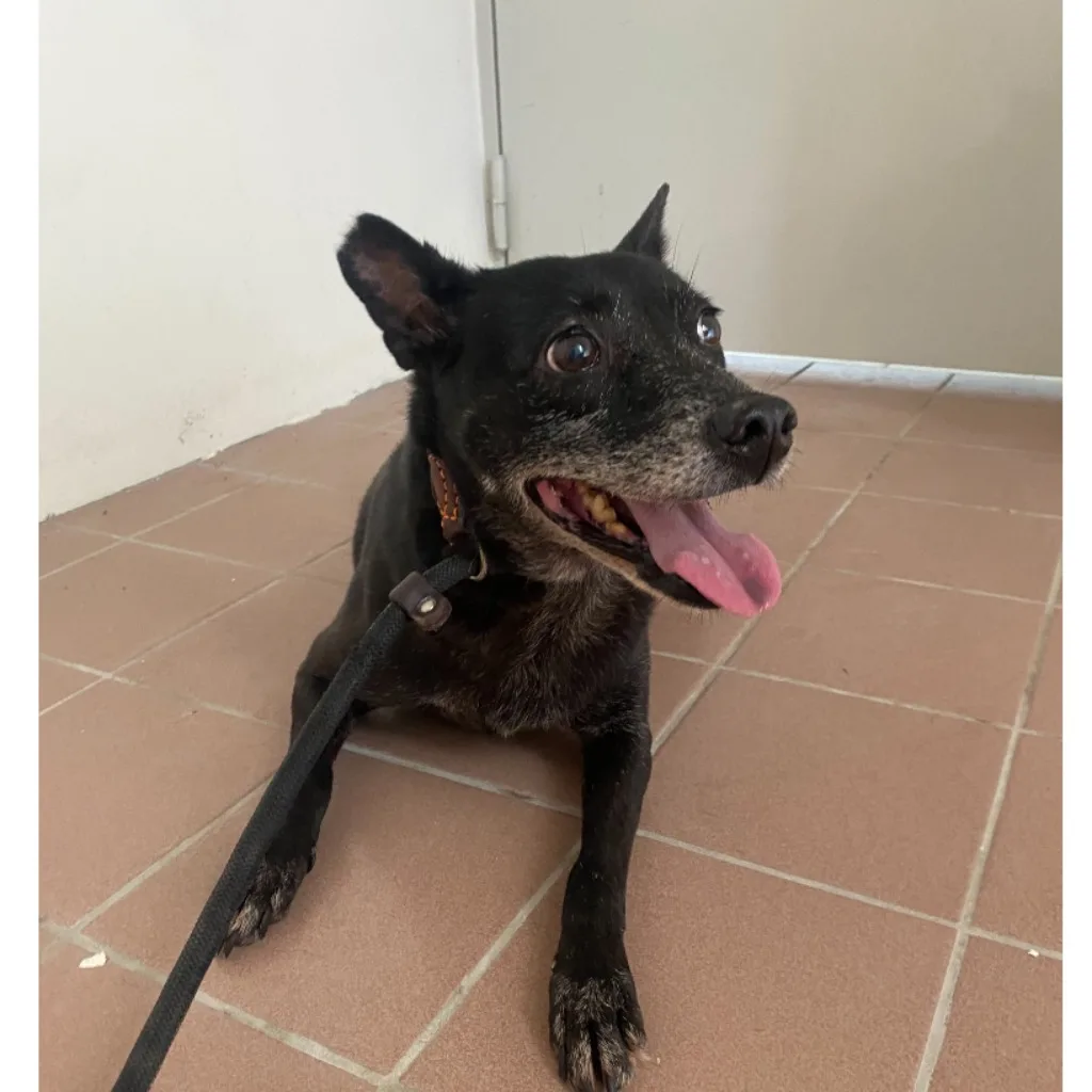 混種犬