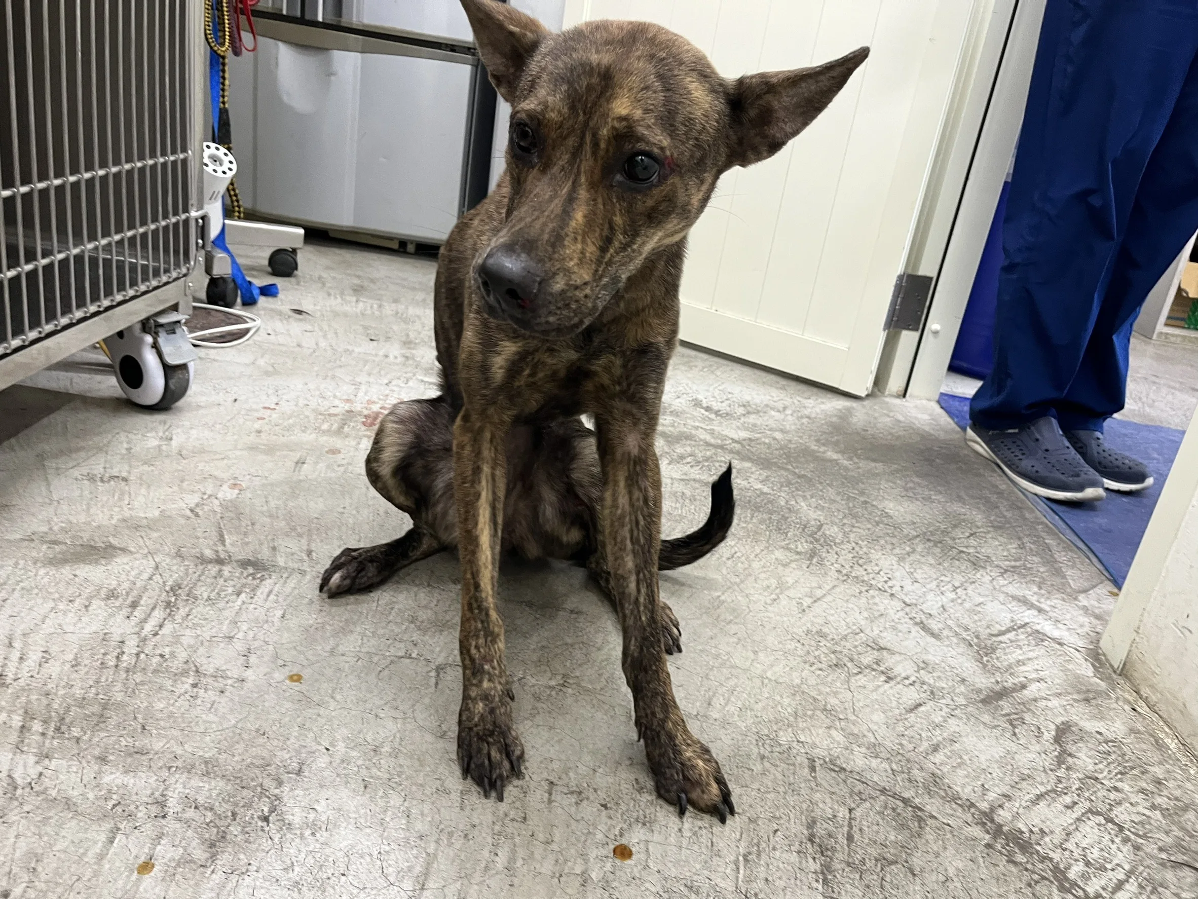 混種犬