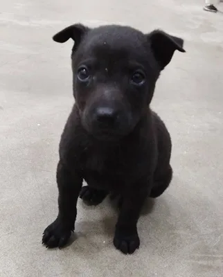 混種犬