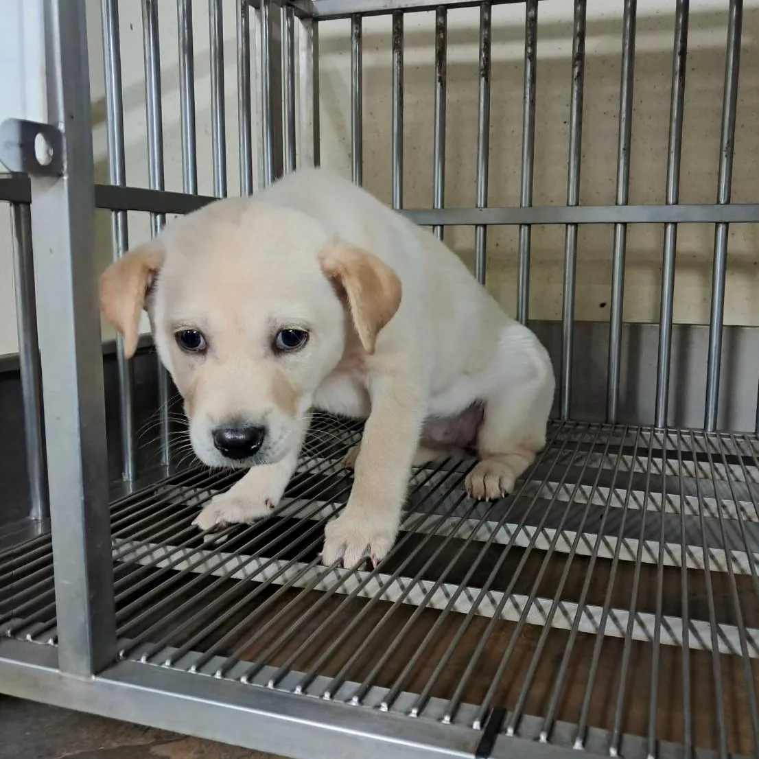 混種犬