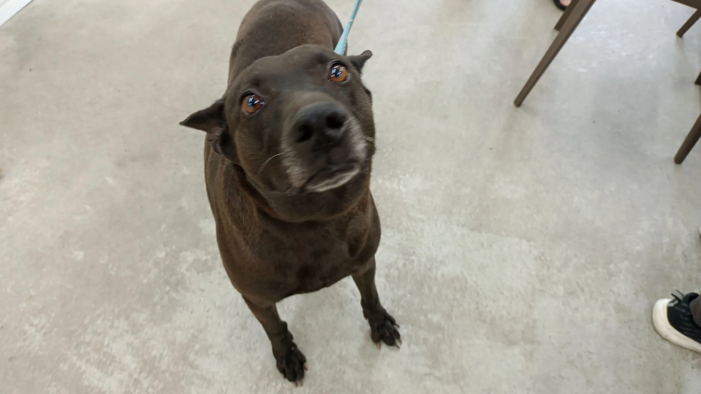 台灣犬