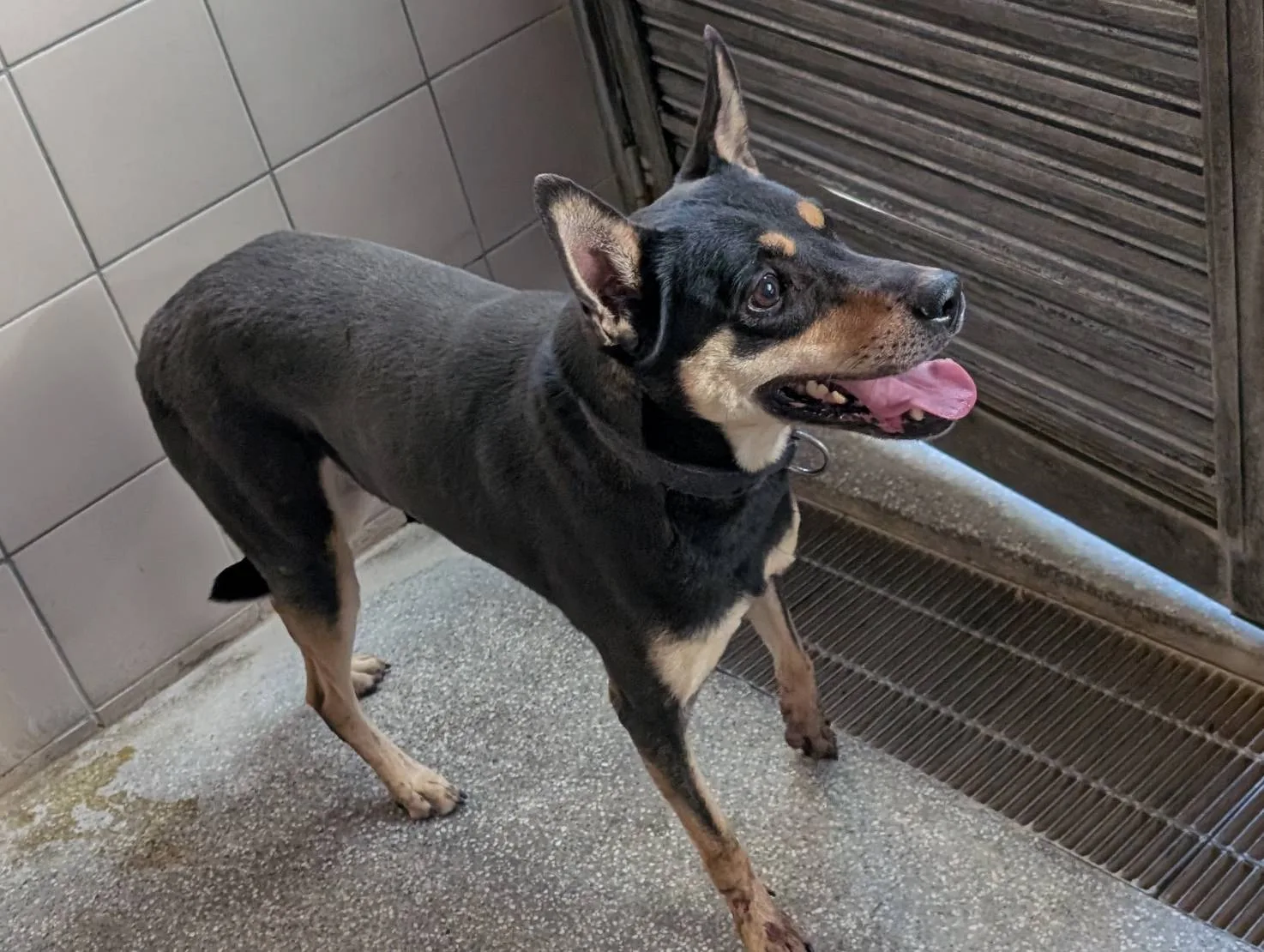 混種犬