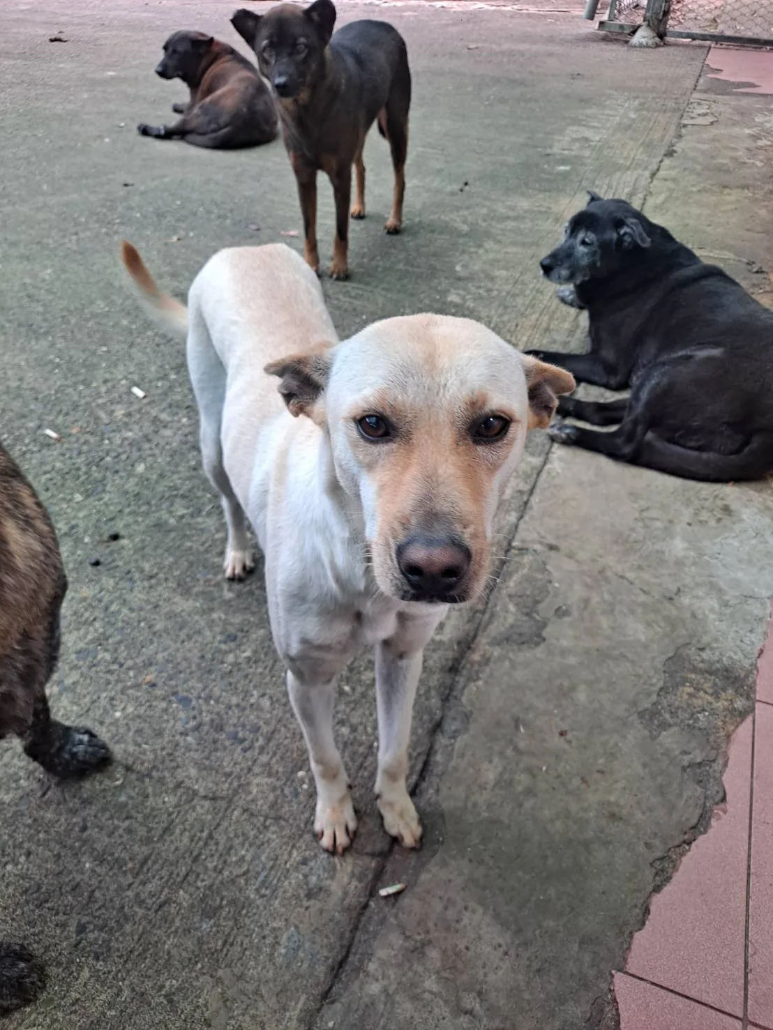 混種犬