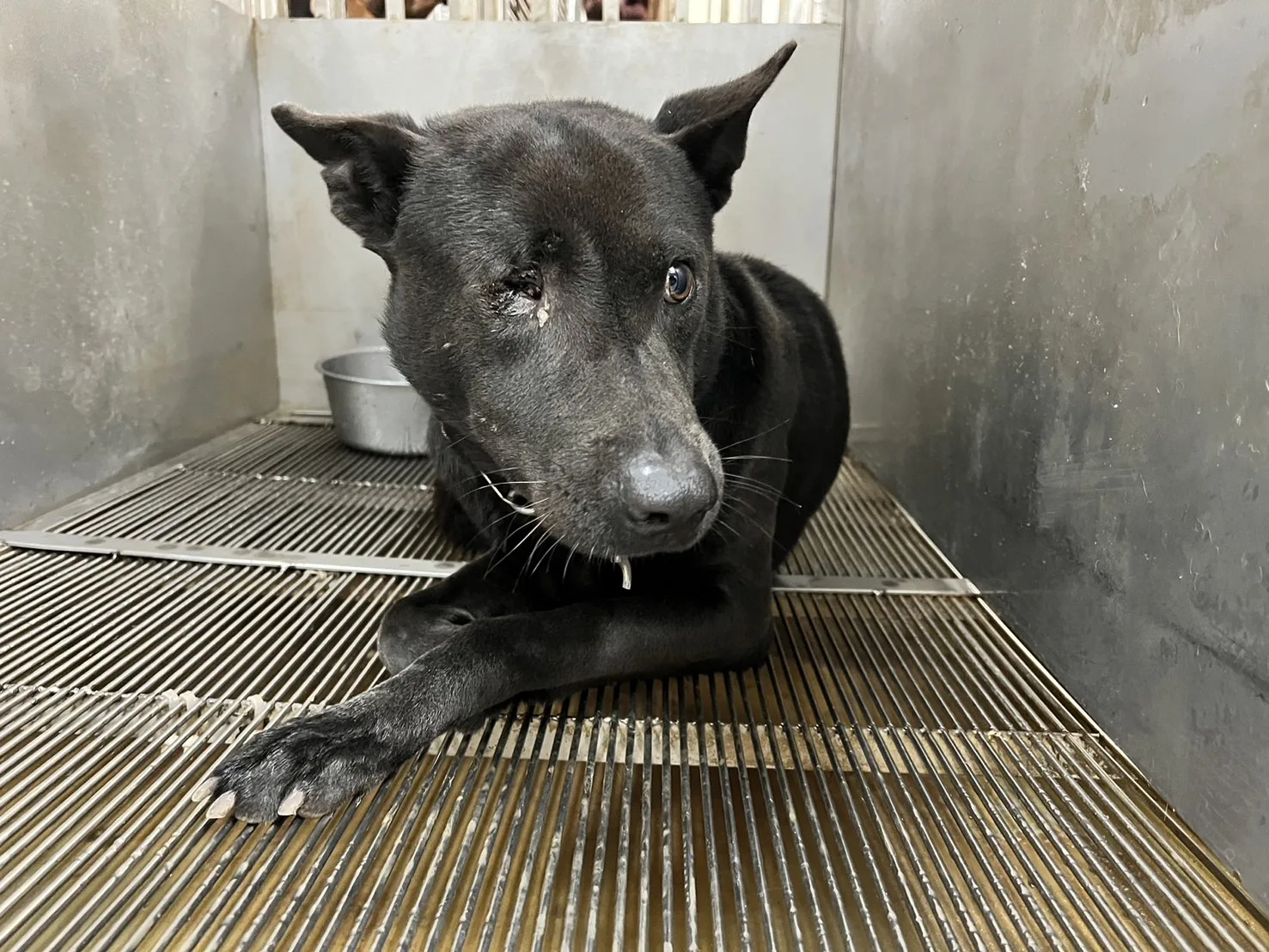 混種犬