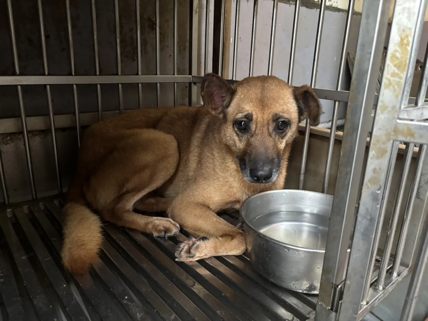 混種犬