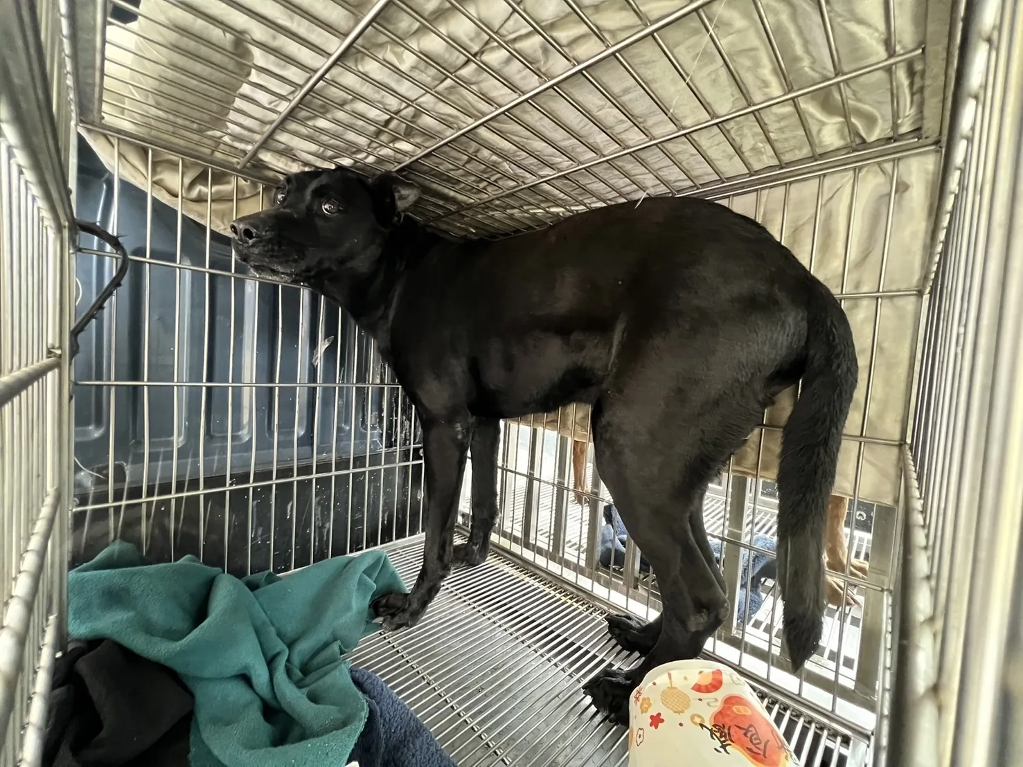 混種犬