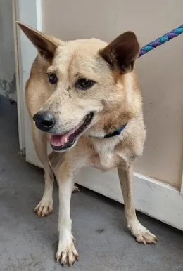 混種犬
