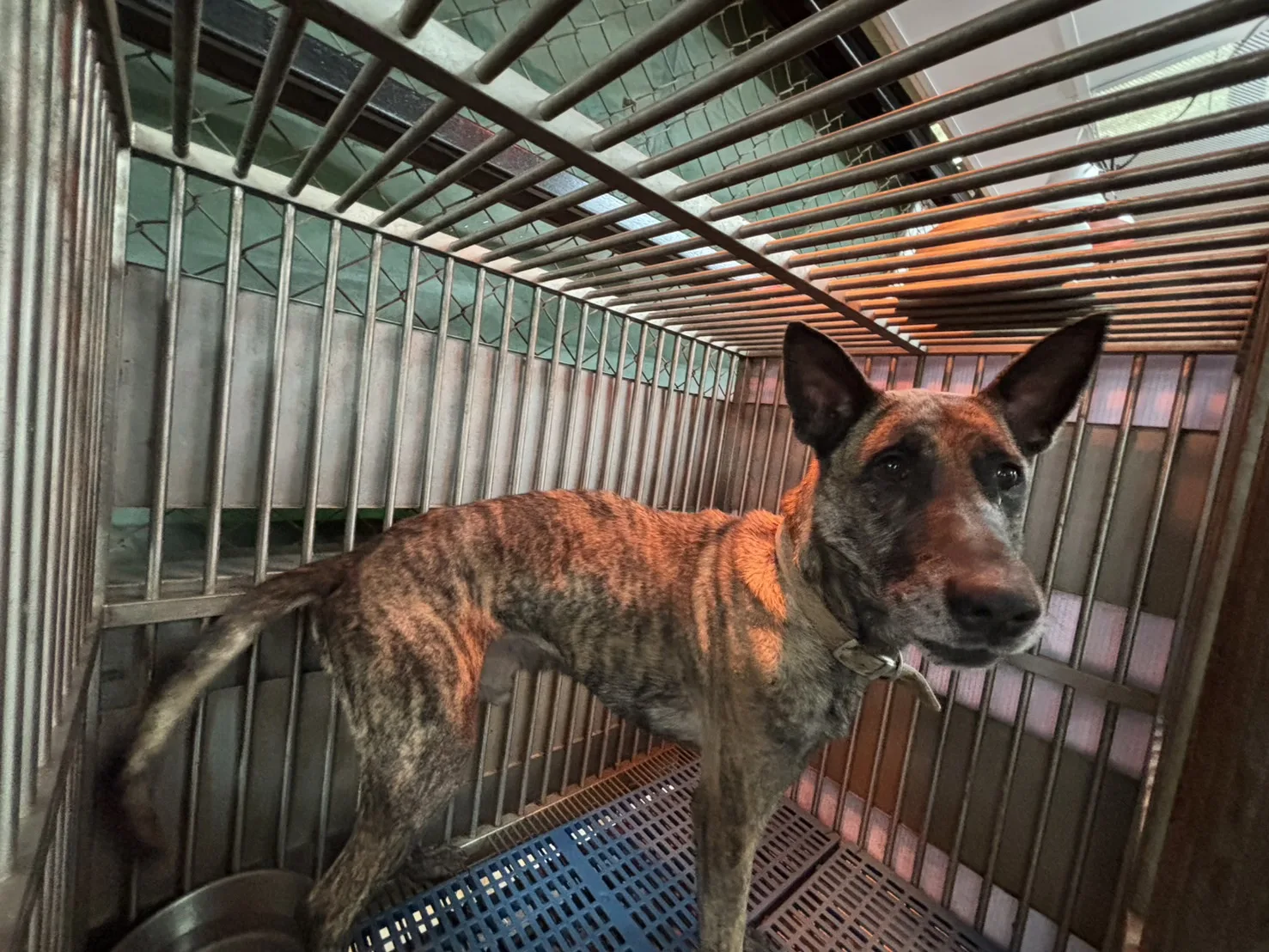 混種犬