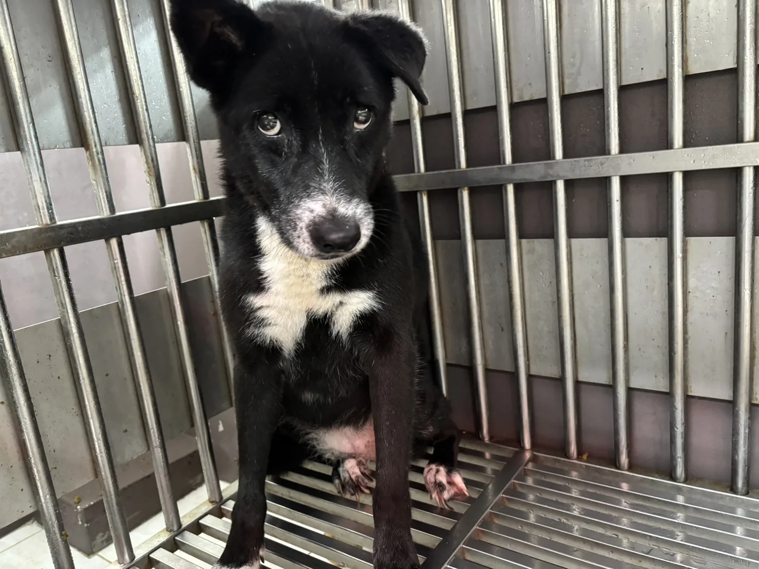 混種犬