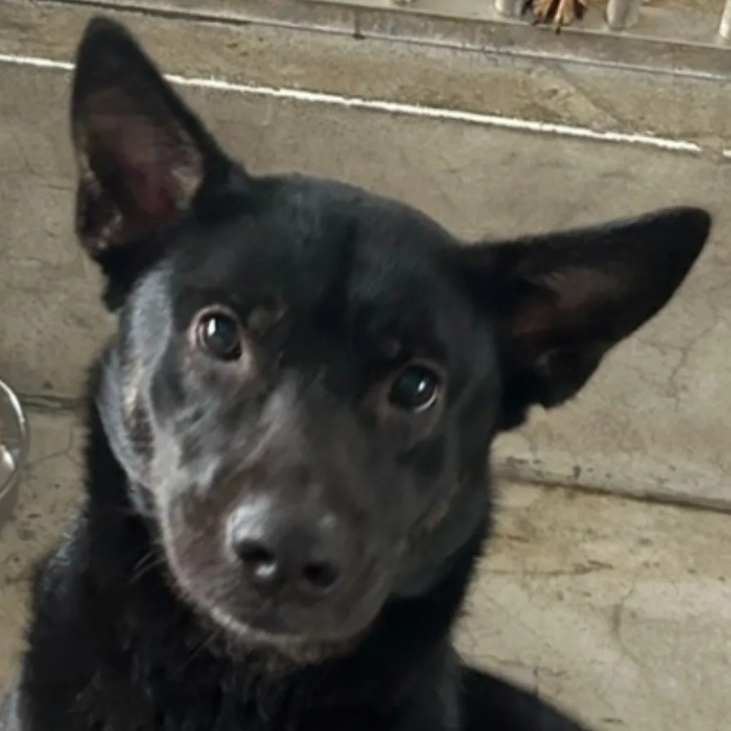 混種犬