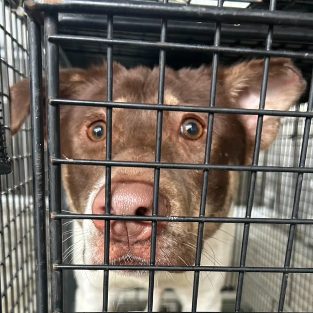 混種犬