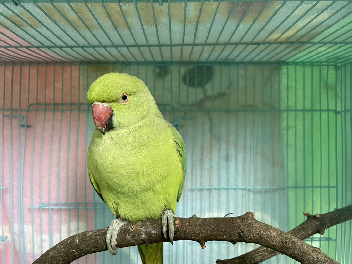 月輪鸚鵡