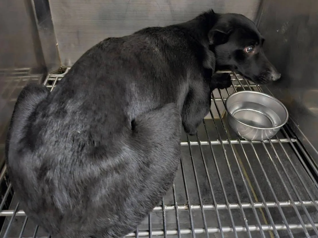 混種犬