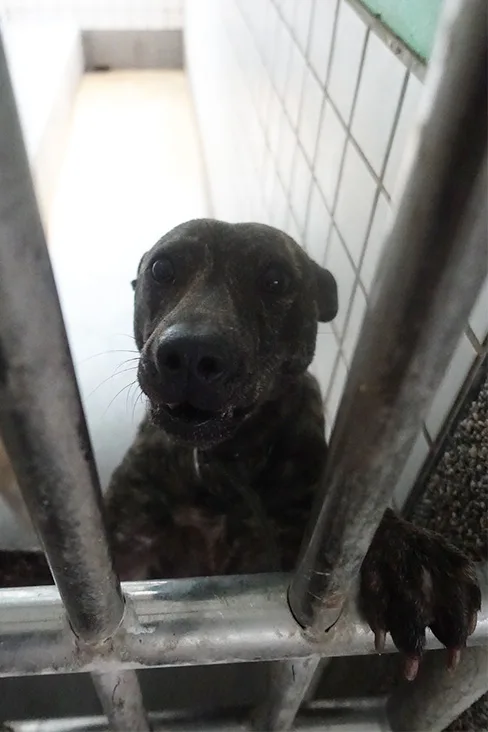 混種犬