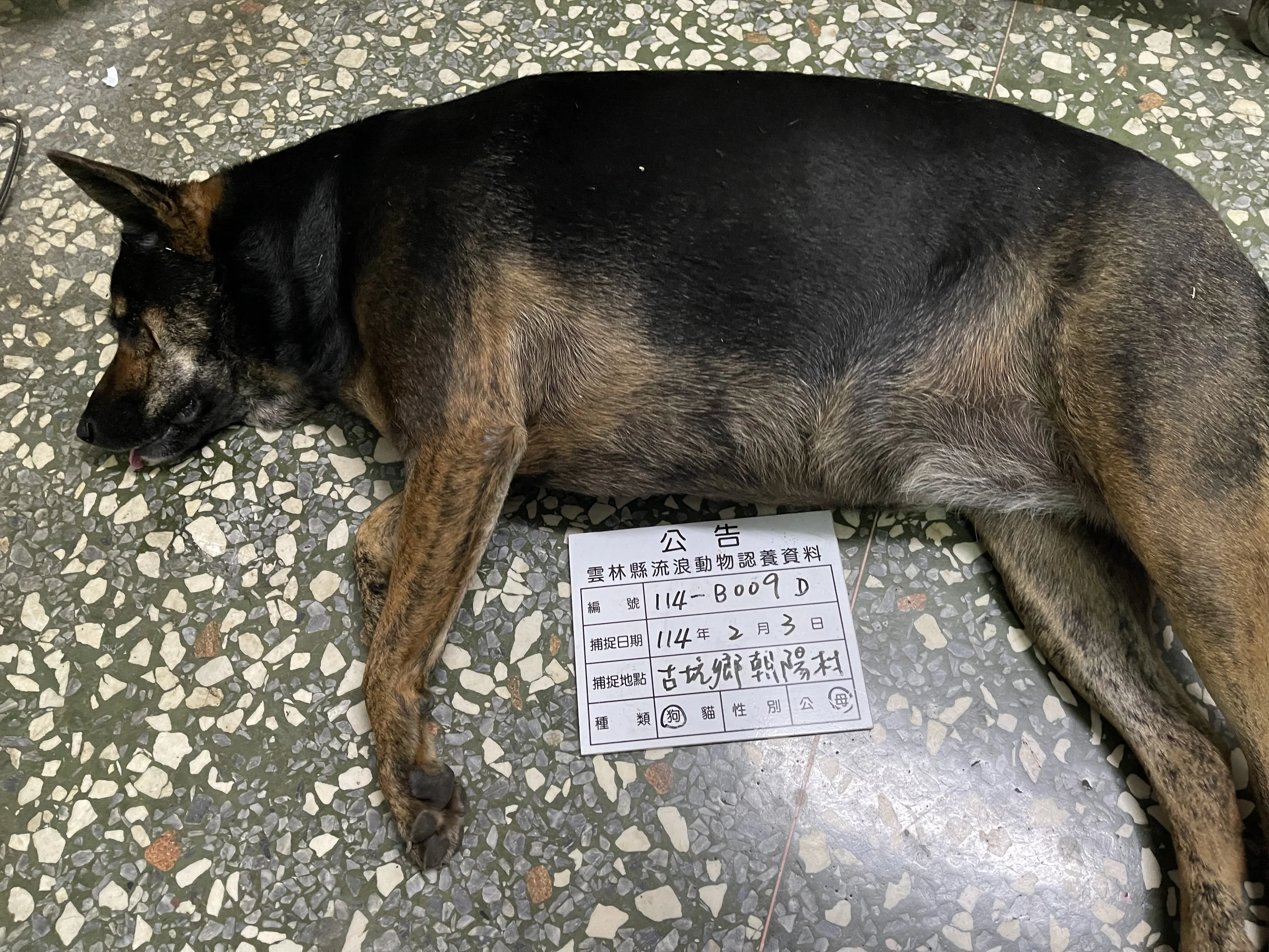 混種犬