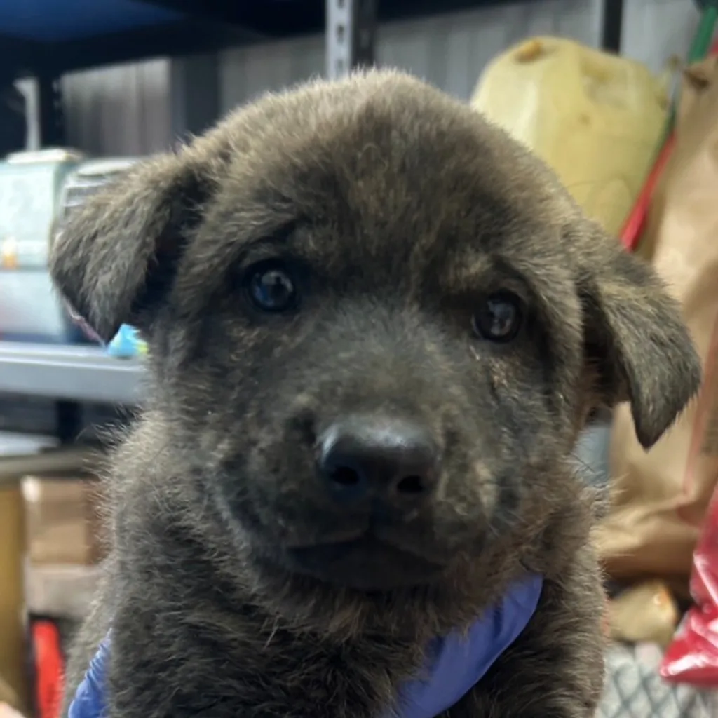 混種犬
