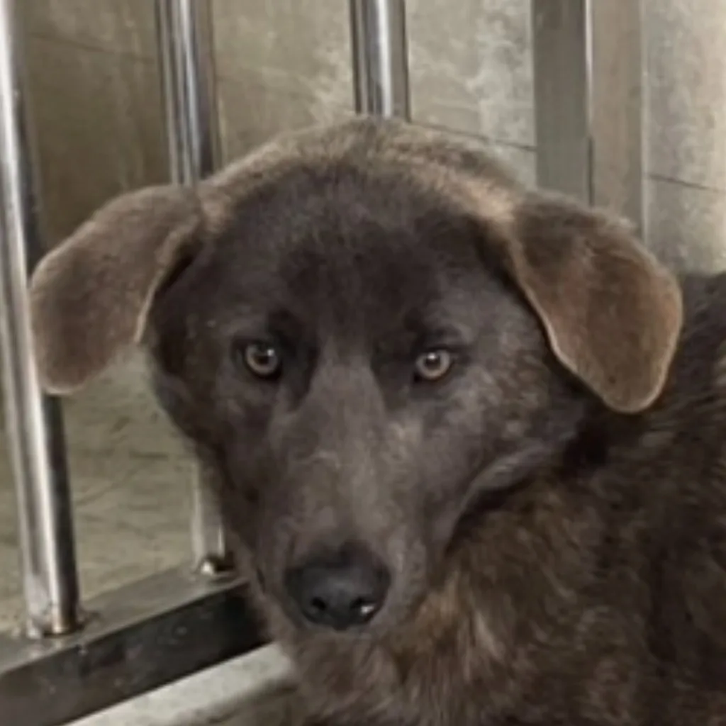 混種犬