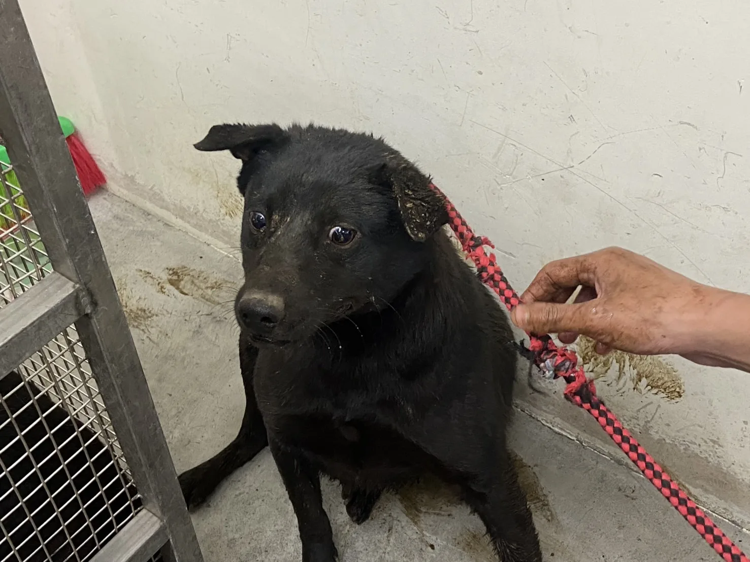 混種犬