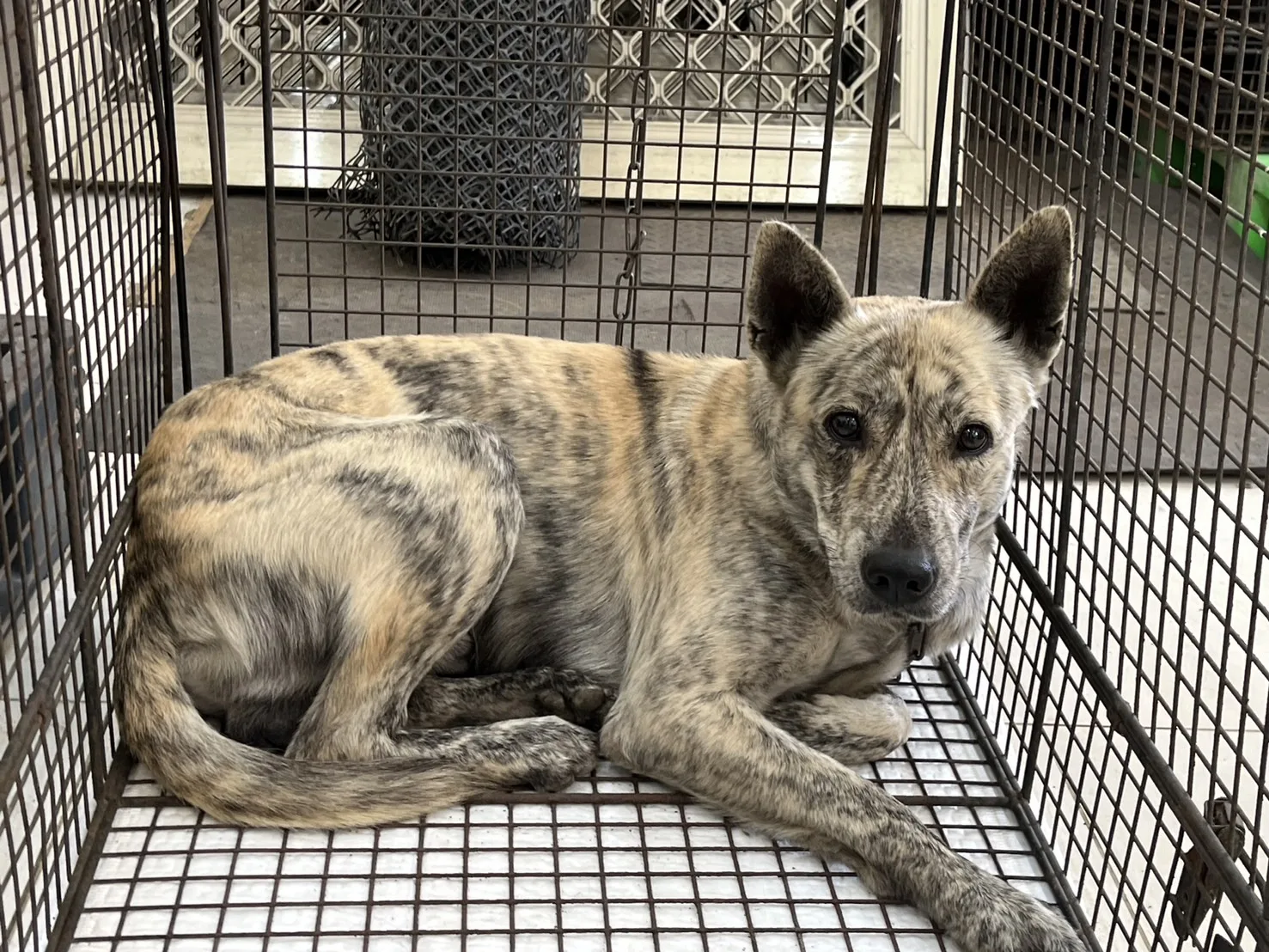混種犬