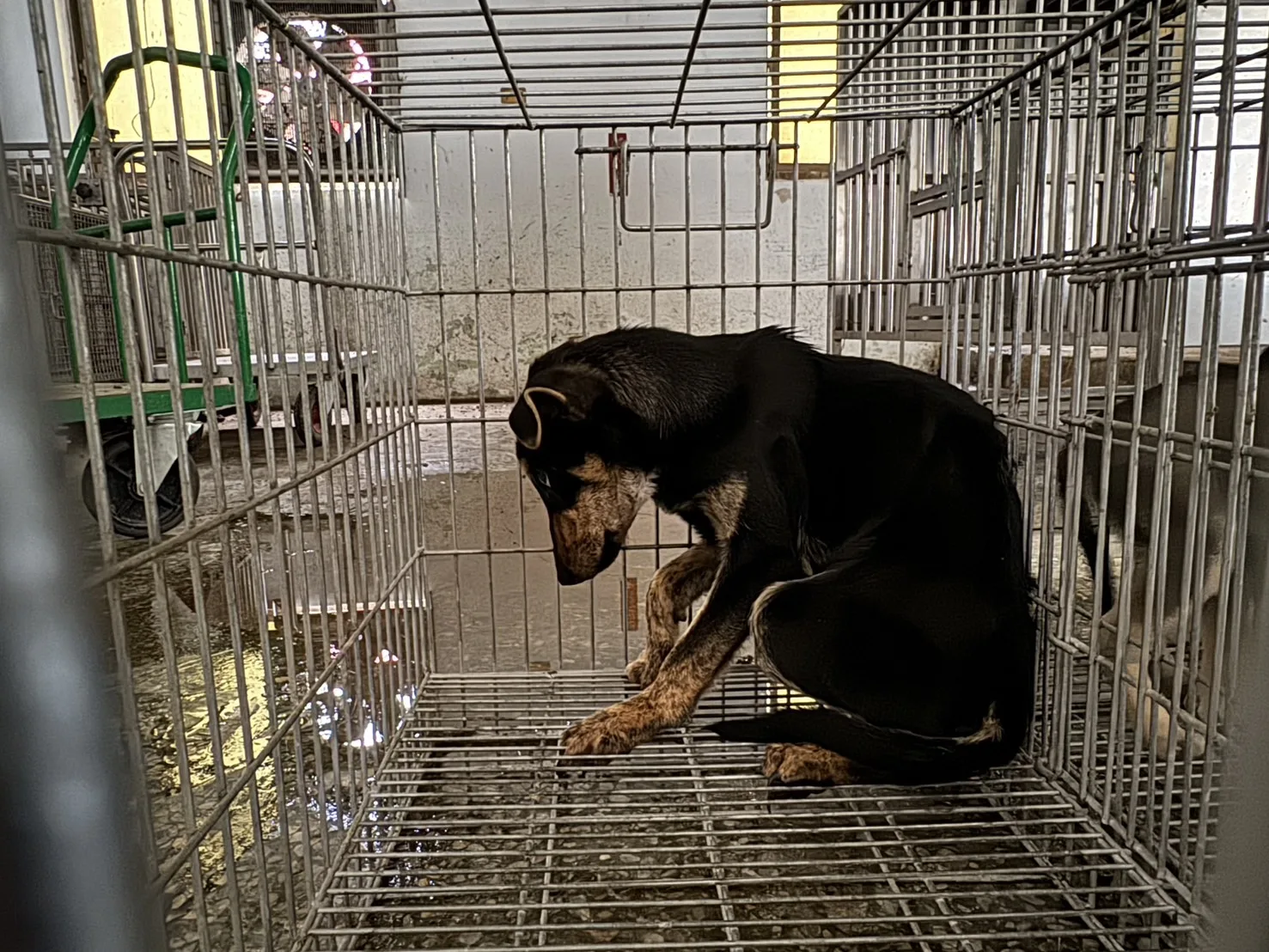 混種犬