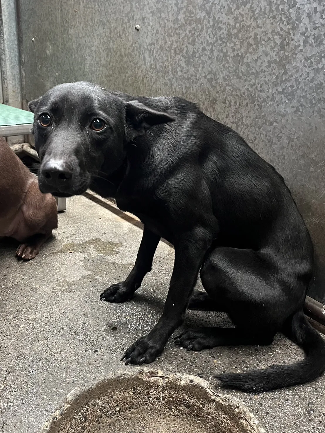 混種犬