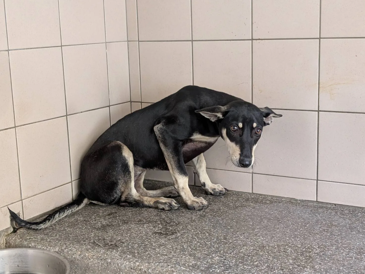 混種犬