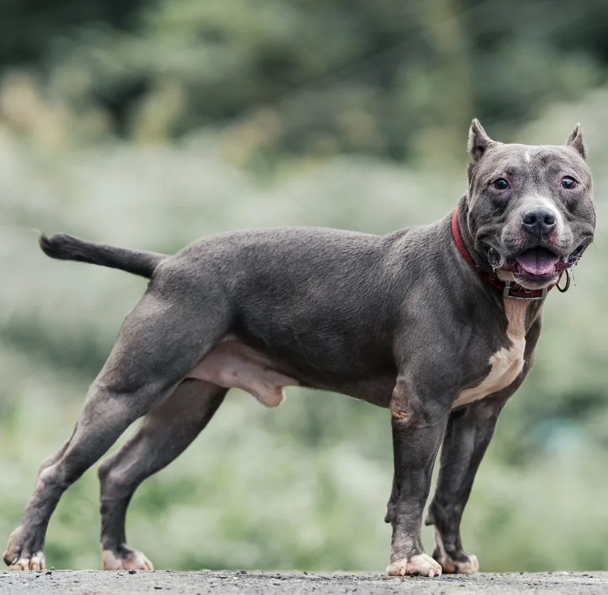 比特犬