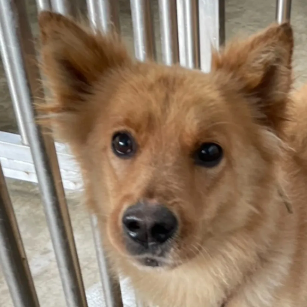 混種犬