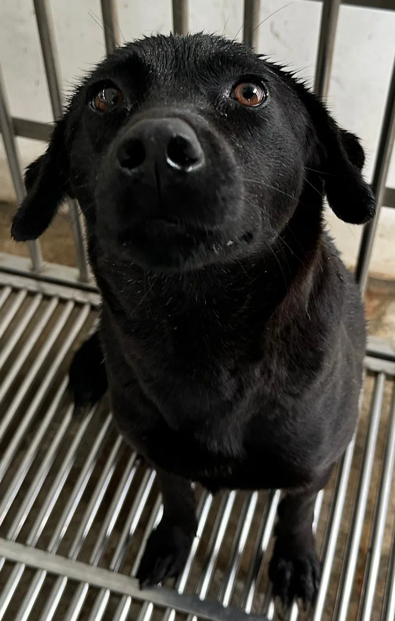 混種犬