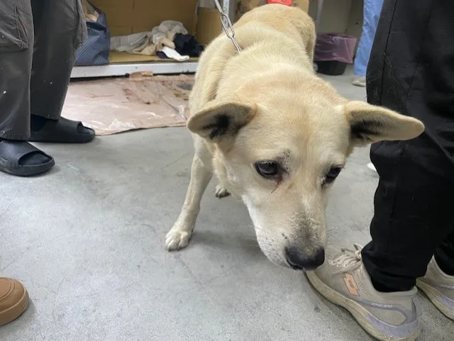 混種犬