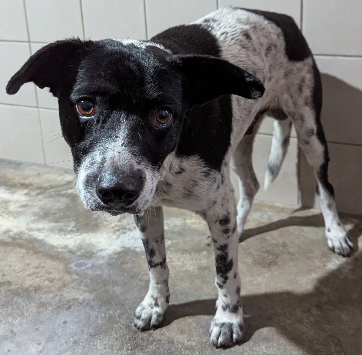 混種犬