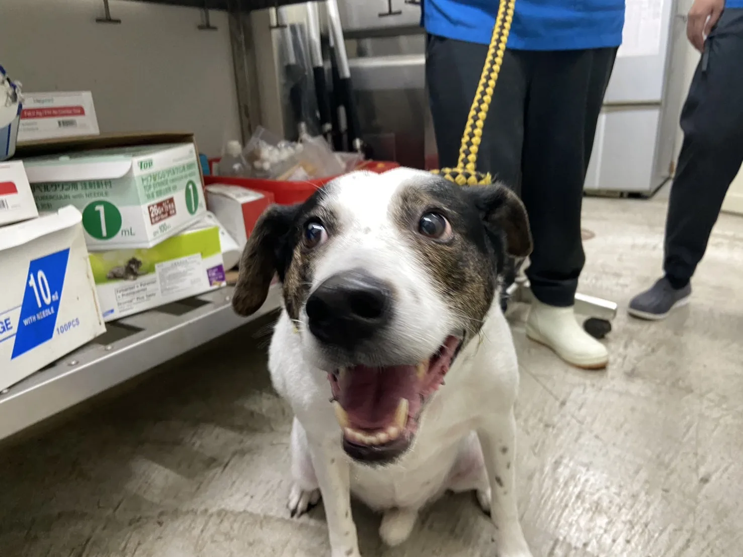 混種犬