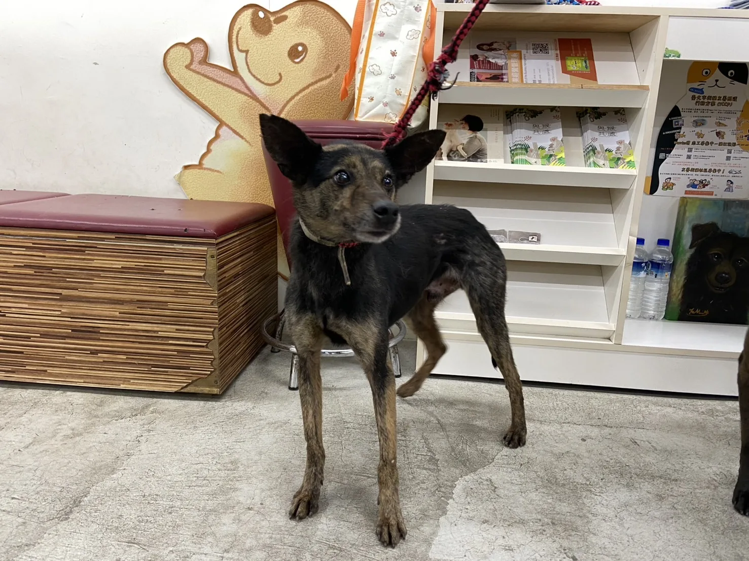 混種犬