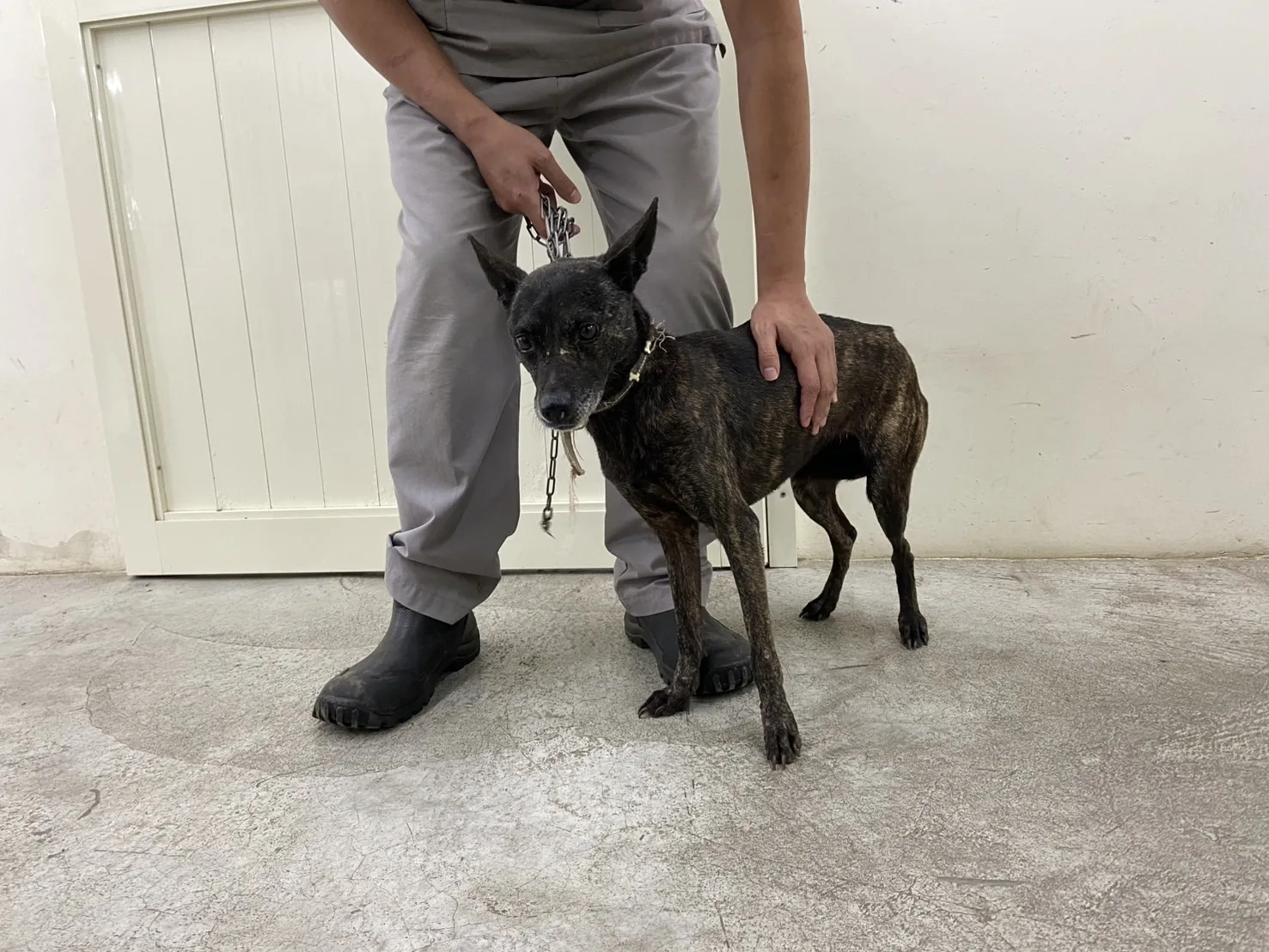混種犬