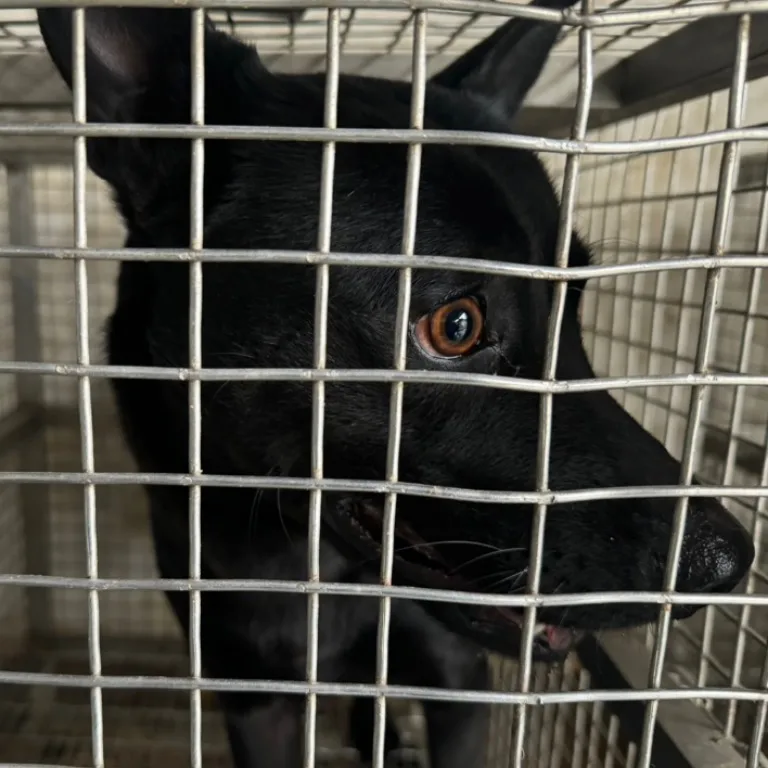 混種犬