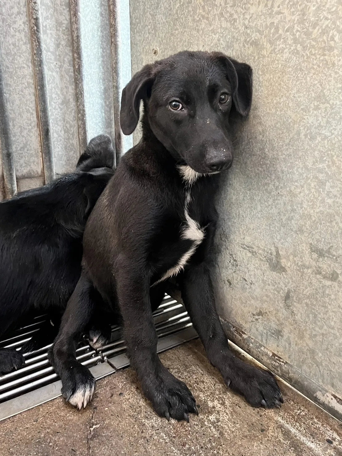 混種犬