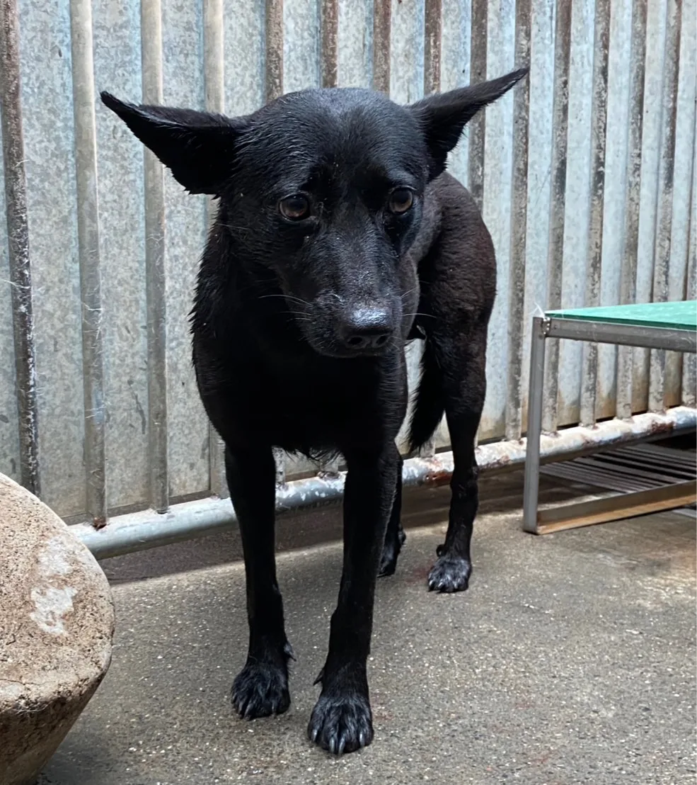 混種犬